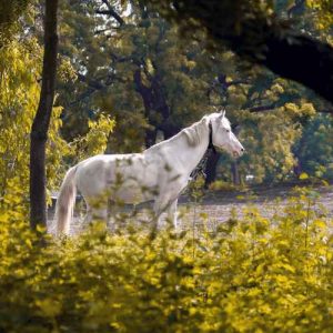 دانلود آهنگ خوشتیپ خوشتیپل پهللته کردی پل